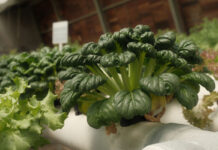 ต้นกะเทย (Hermie) ไม่ได้เกิดจากสาเหตุเดียว: แยกพันธุกรรมออกจากความเครียดก่อนตัดสินใจ ต้นกะเทย (Hermie) ไม่ได้เกิดจากสาเหตุเดียว: แยกพันธุกรรมออกจากความเครียดก่อนตัดสินใจ